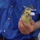 Illustration for article titled NASCAR Open Test Interrupted For Cutest Reason Ever